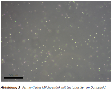 Abbildung 3 Fermentiertes Milchgetränk mit Lactobacillen im Dunkelfeld.